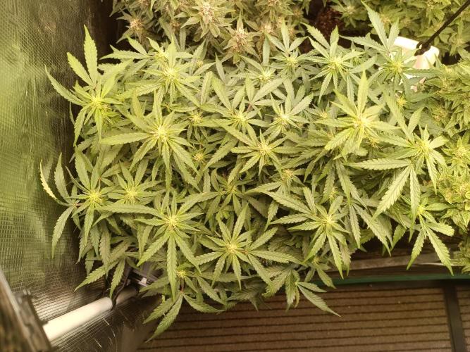 Dankberry Auto-Deep Pots, Full Potential. Week 8