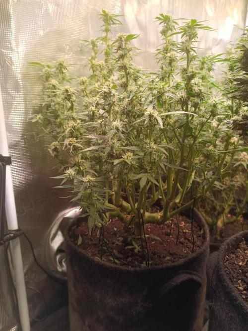 Dankberry Auto-Deep Pots, Full Potential. Week 8