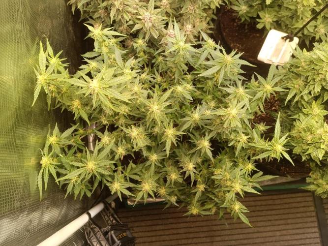 Dankberry Auto-Deep Pots, Full Potential. Week 8