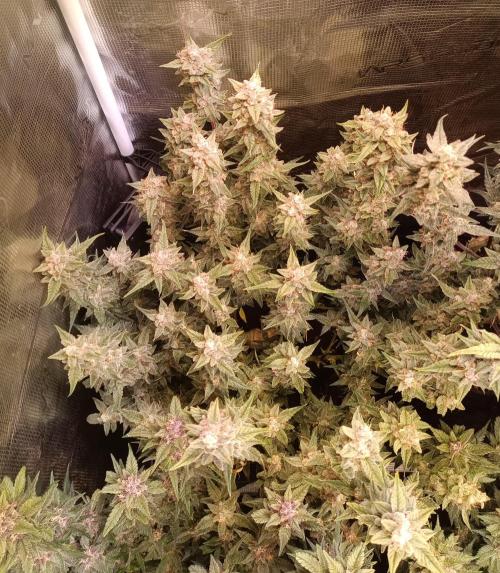 Dankberry Auto-Deep Pots, Full Potential. Week 9