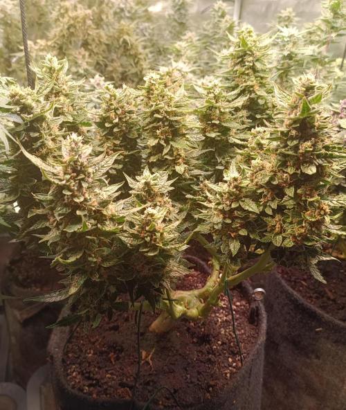 Dankberry Auto-Deep Pots, Full Potential. Week 9