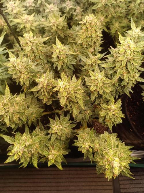Dankberry Auto-Deep Pots, Full Potential. Week 9