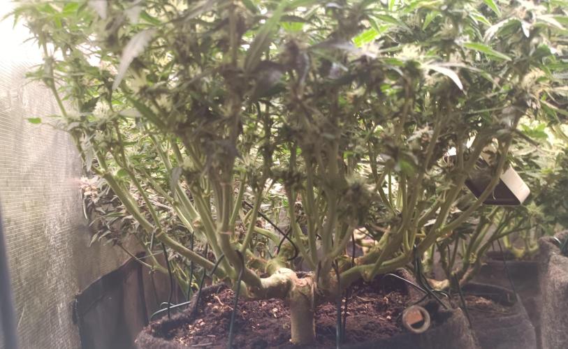 Dankberry Auto-Deep Pots, Full Potential. Week 9