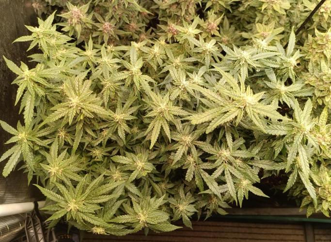 Dankberry Auto-Deep Pots, Full Potential. Week 9