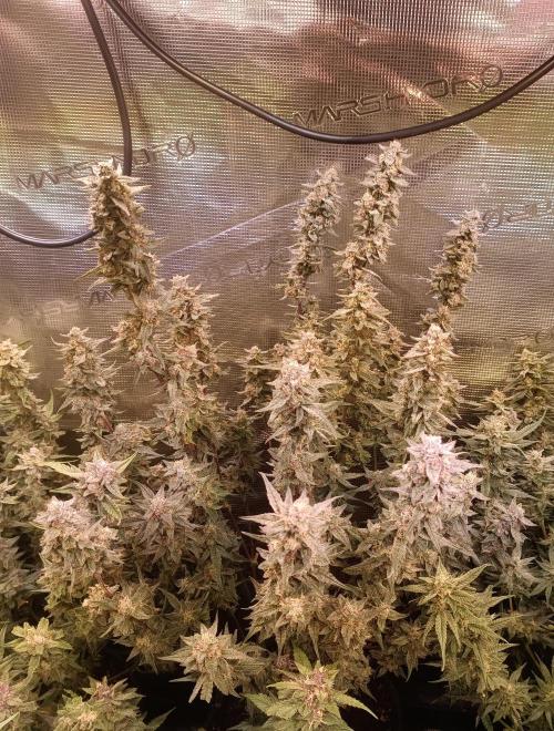 Purple People Eater Auto. Week 9