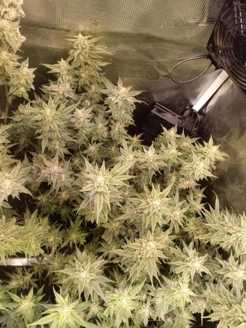Purple People Eater Auto. Week 9
