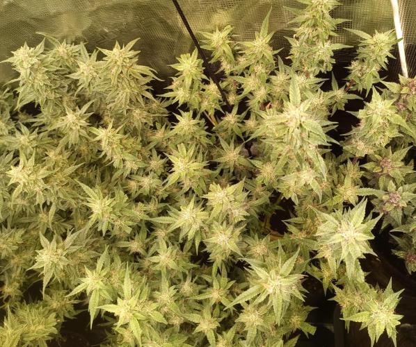 Purple People Eater Auto. Week 9