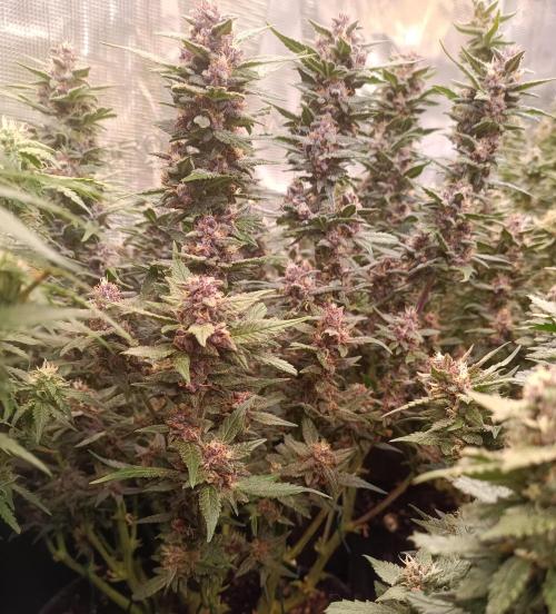 Lemon Cherry Cookies Auto. Week 9