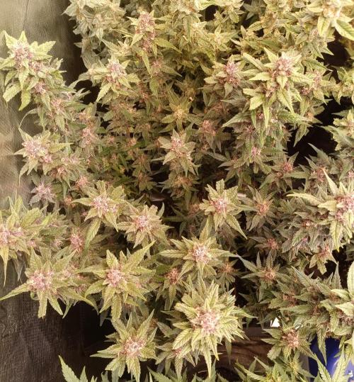 Lemon Cherry Cookies Auto. Week 9