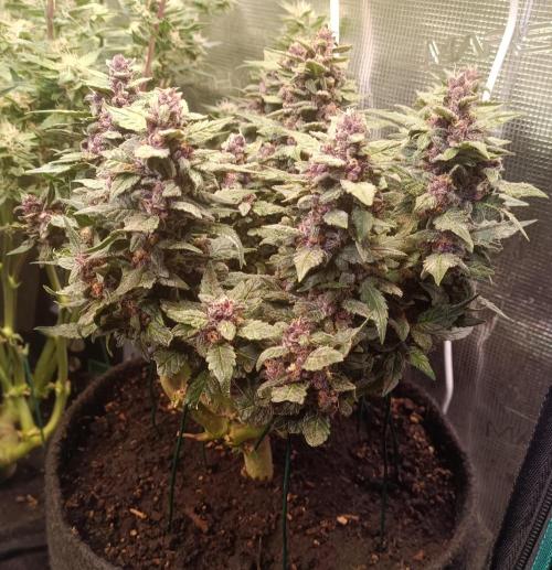 Lemon Cherry Cookies Auto. Week 9