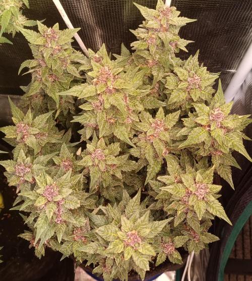 Lemon Cherry Cookies Auto. Week 9