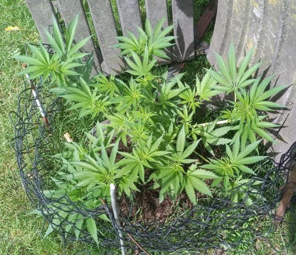 Fat-Bastard Outdoor 🥦👨‍🌾🐝. Week 9