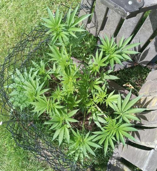 Fat-Bastard Outdoor 🥦👨‍🌾🐝. Week 9