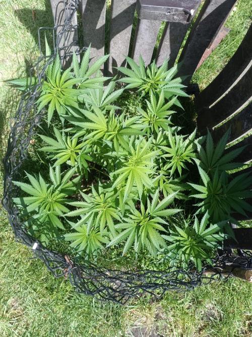 Fat-Bastard Outdoor 🥦👨‍🌾🐝. Week 9