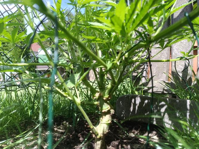 Fat-Bastard Outdoor 🥦👨‍🌾🐝. Week 9