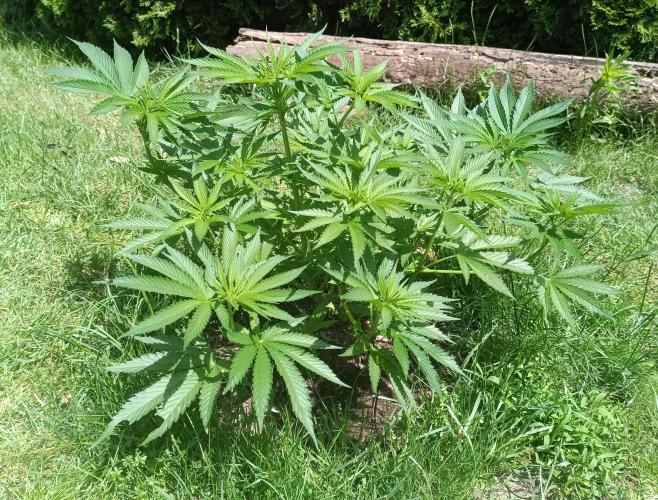 Fat-Bastard Outdoor 🥦👨‍🌾🐝. Week 9