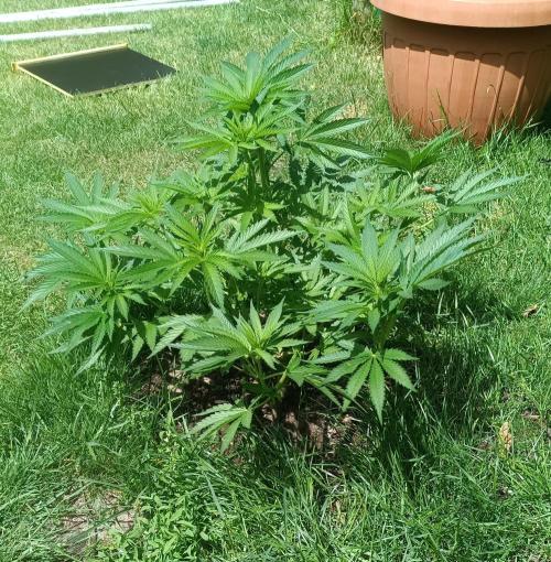 Fat-Bastard Outdoor 🥦👨‍🌾🐝. Week 9