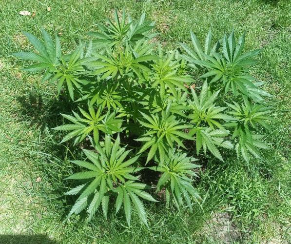 Fat-Bastard Outdoor 🥦👨‍🌾🐝. Week 9
