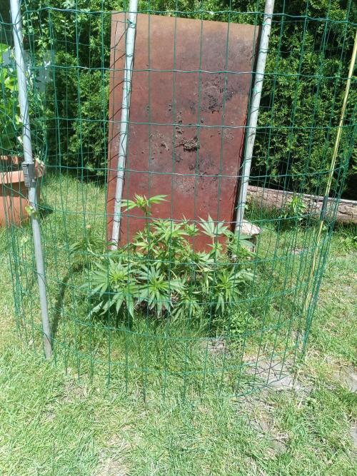 Fat-Bastard Outdoor 🥦👨‍🌾🐝. Week 9