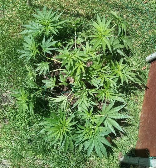 Fat-Bastard Outdoor 🥦👨‍🌾🐝. Week 9