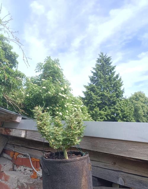 Dankberry Outdoor 🥦👨‍🌾🐝. Week 9