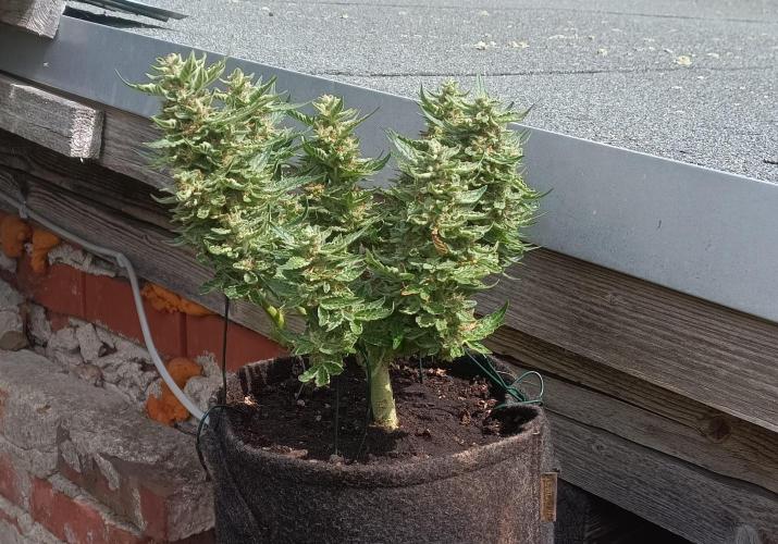 Dankberry Outdoor 🥦👨‍🌾🐝. Week 9