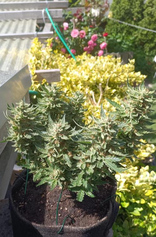 Dankberry Outdoor 🥦👨‍🌾🐝. Week 9