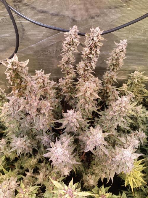 Purple People Eater Auto. Week 10 - stretched PPE