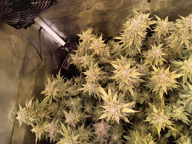 Purple People Eater Auto. Week 10