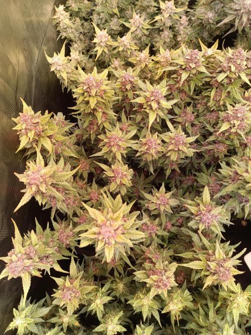 Lemon Cherry Cookies Auto. Week 10