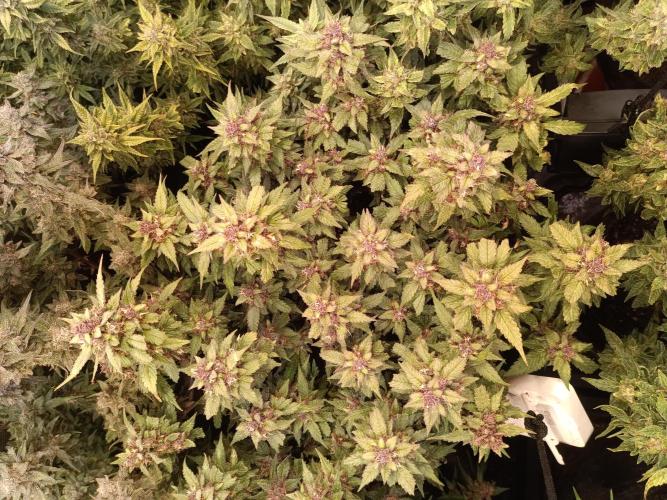 Lemon Cherry Cookies Auto. Week 10