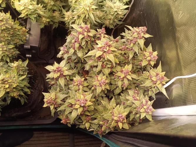 Lemon Cherry Cookies Auto. Week 10