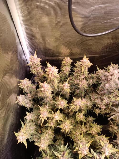 Dankberry Auto-Deep Pots, Full Potential. Week 10