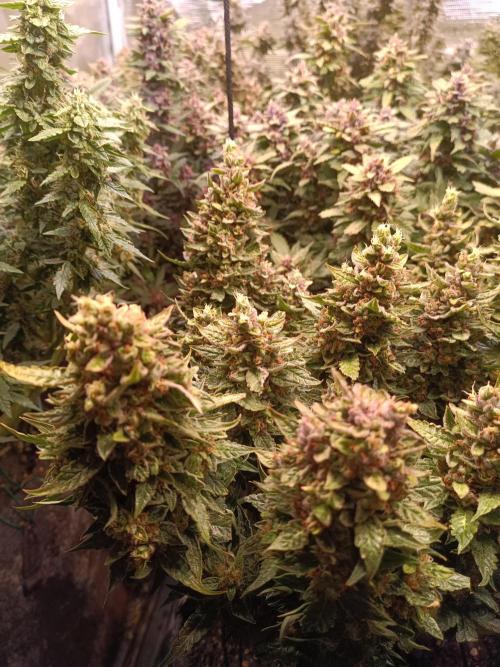 Dankberry Auto-Deep Pots, Full Potential. Week 10