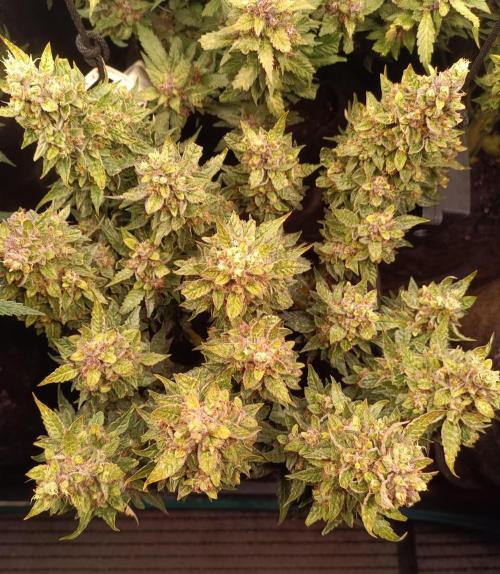 Dankberry Auto-Deep Pots, Full Potential. Week 10