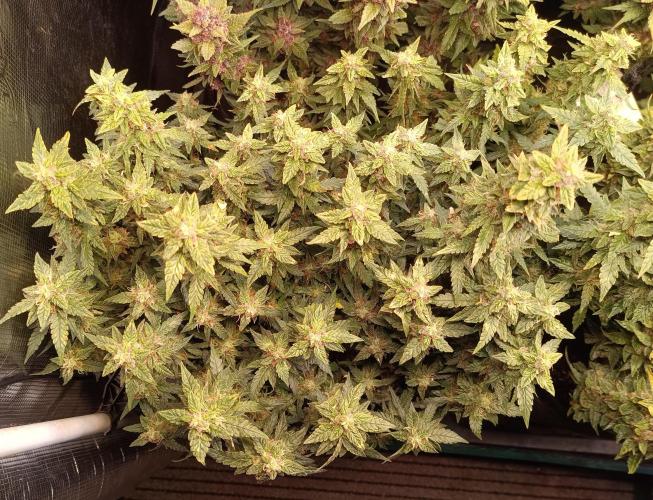 Dankberry Auto-Deep Pots, Full Potential. Week 10