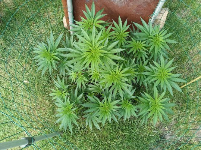 Fat-Bastard Outdoor 🥦👨‍🌾🐝. Week 10