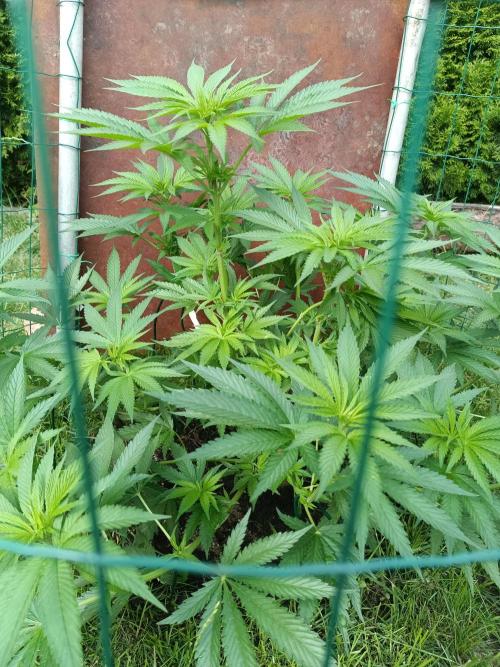 Fat-Bastard Outdoor 🥦👨‍🌾🐝. Week 10