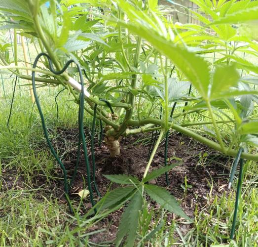 Fat-Bastard Outdoor 🥦👨‍🌾🐝. Week 10