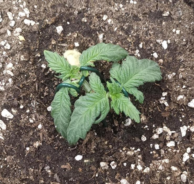 Dankberry the Second Outdoor-Queen. Week 1