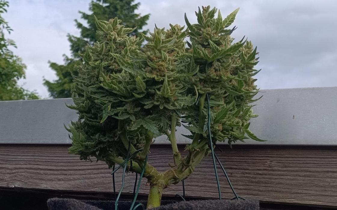 Dankberry Outdoor 🥦👨‍🌾🐝. Week 10