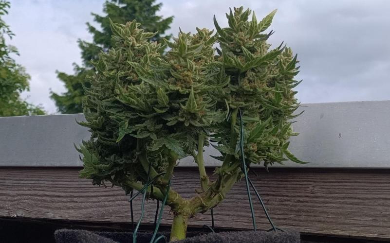 Dankberry Auto. Week 10