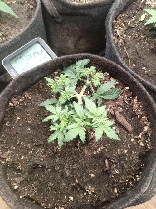 Break-Up Cake Auto. Week 2