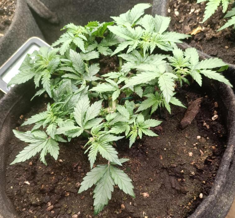 Break-Up Cake Auto-door. Week 3