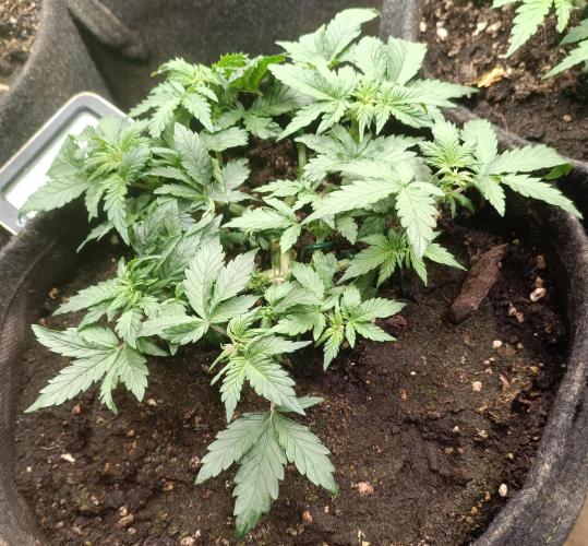 Break-Up Cake Auto. Week 3