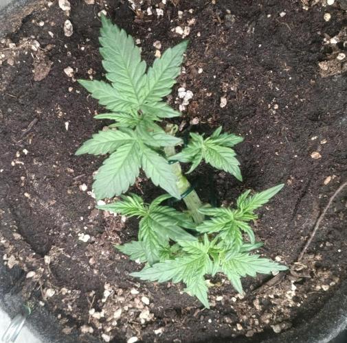 Dankberry the Second Outdoor-Queen. Week 2