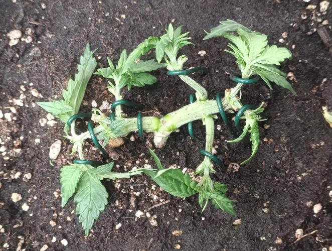 Dankberry the Second Outdoor-Queen. Week 2