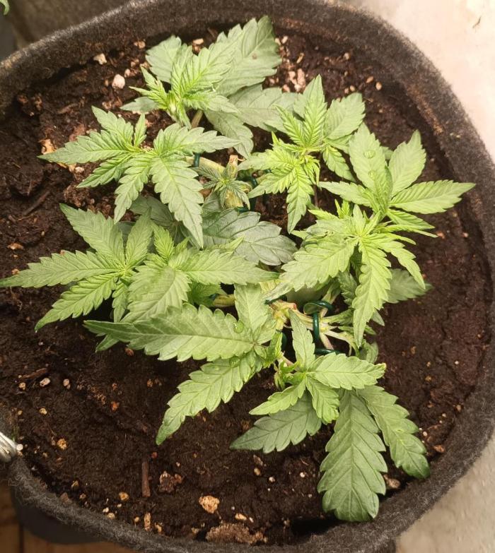 Dankberry the Second Outdoor-Queen. Week 3