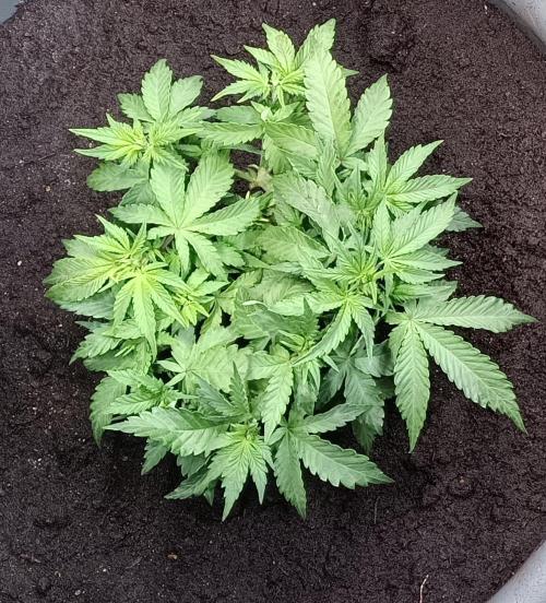 Dankberry the Second Outdoor-Queen. Week 4