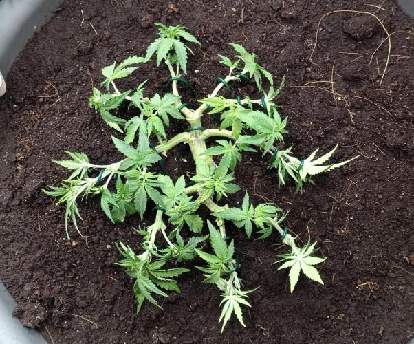 Dankberry the Second Outdoor-Queen. Week 4